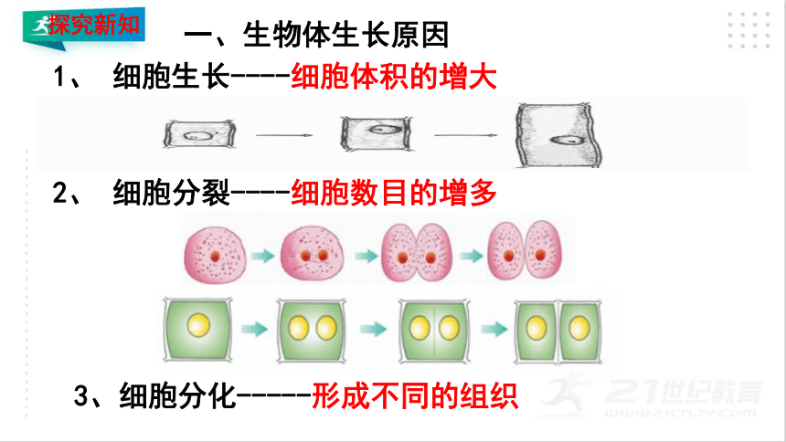 2.2.1 细胞通过分裂产生新细胞课件（共20张PPT）