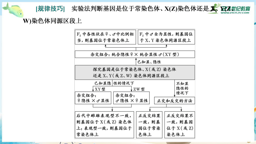 高三生物三轮复习专项突破5  基因定位类试题类型及其解题技巧(共41张PPT）