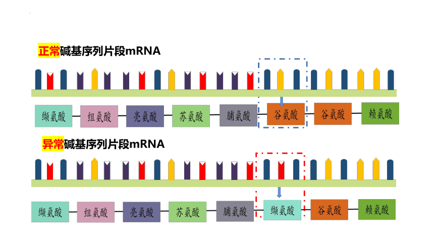 生物人教版（2019）必修2 5.1基因突变和基因重组（共29张ppt）