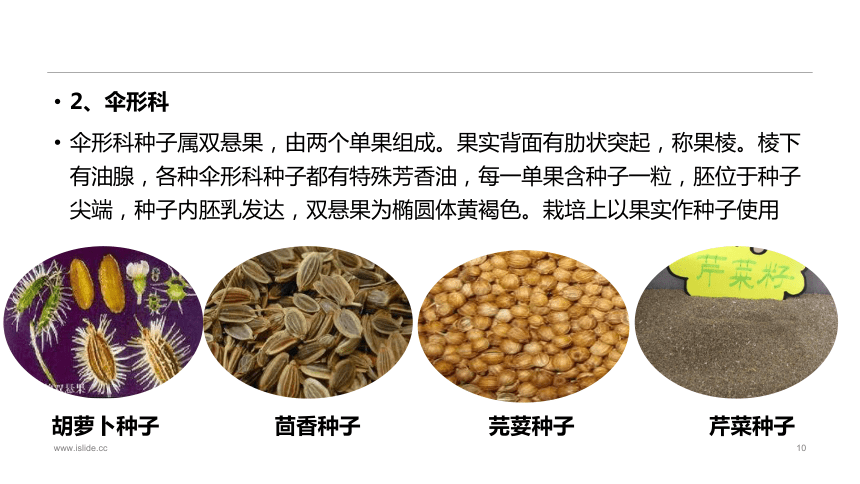 1.2.1蔬菜种子的识别 课件(共34张PPT)-《蔬菜生产技术》同步教学（中国农业出版社）