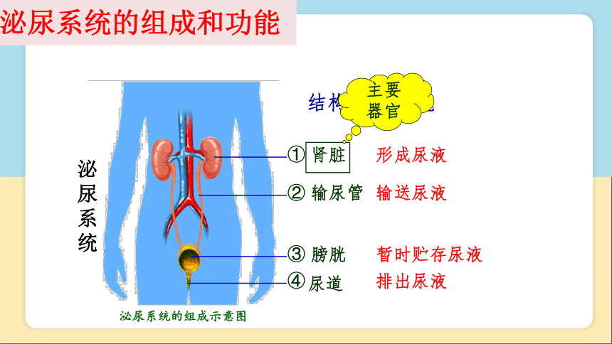 2020-2021学年人教版七年级生物下册  4.5人体内废物的排出 课件（29张PPT）