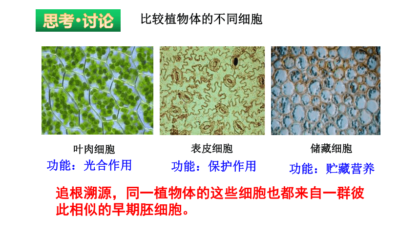 2021-2022学年高中生物人教版（2019）必修一6.2 细胞的分化课件（23张PPT）