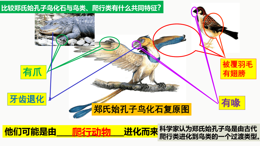 7.3.2生物进化的历程课件 （第23张PPT）人教版生物八年级下册