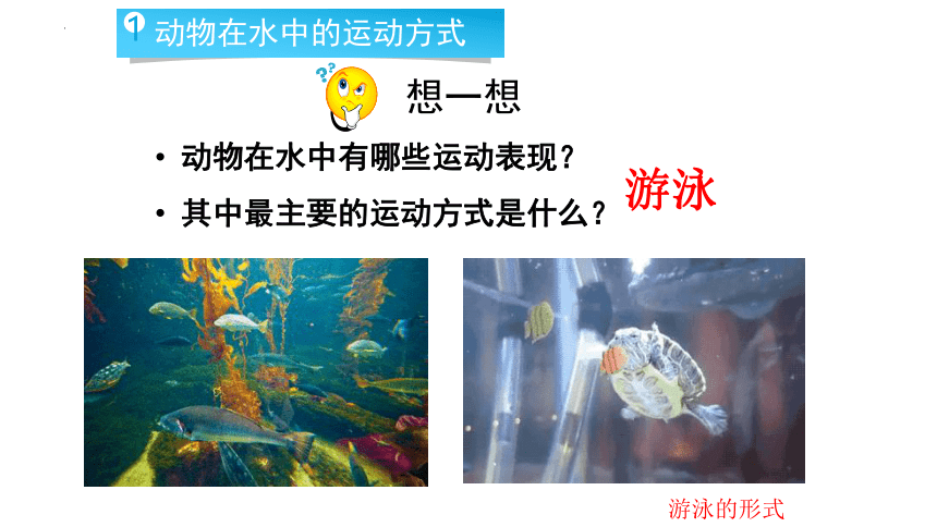 5.15.1 动物运动的方式 课件(共40张PPT＋内嵌视频1个)北师大版生物八年级上册