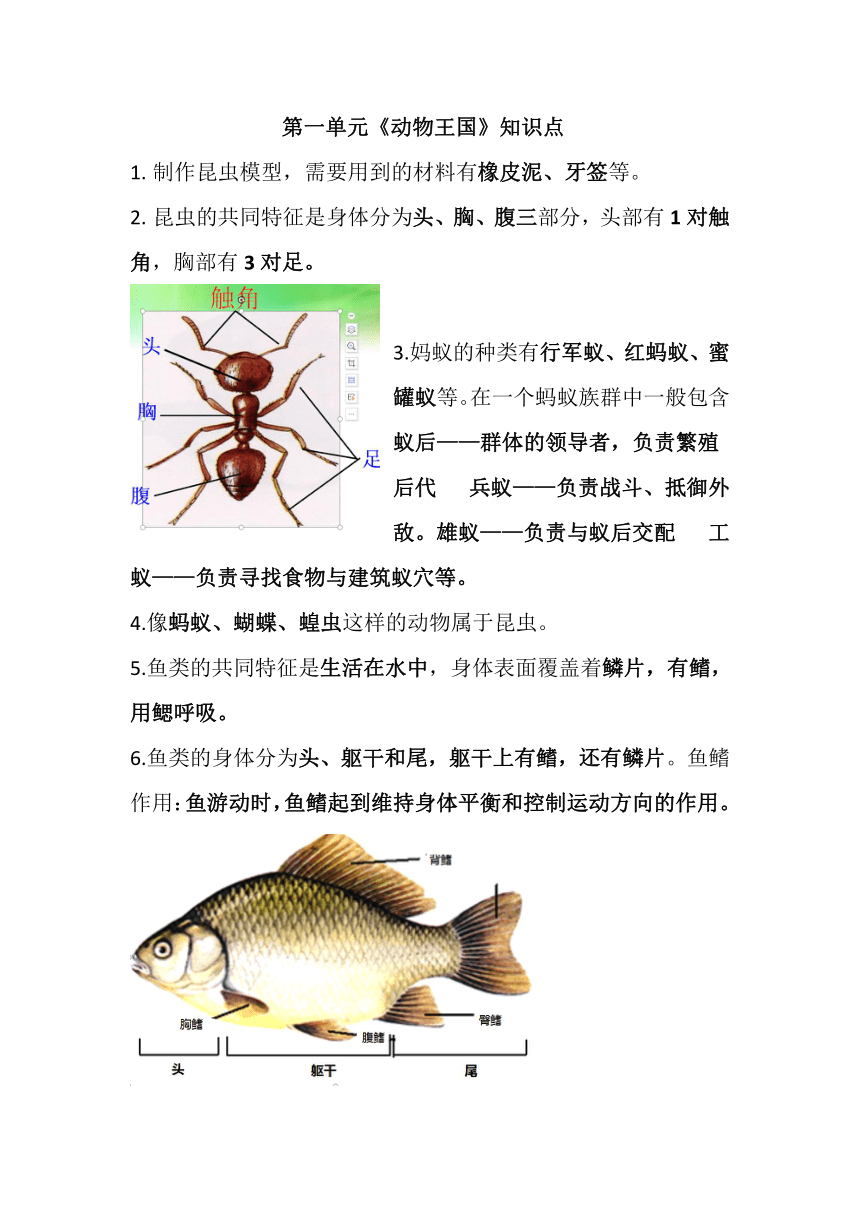 青岛版（六三制2017秋） 四年级上册 第一单元动物王国知识梳理  青岛版