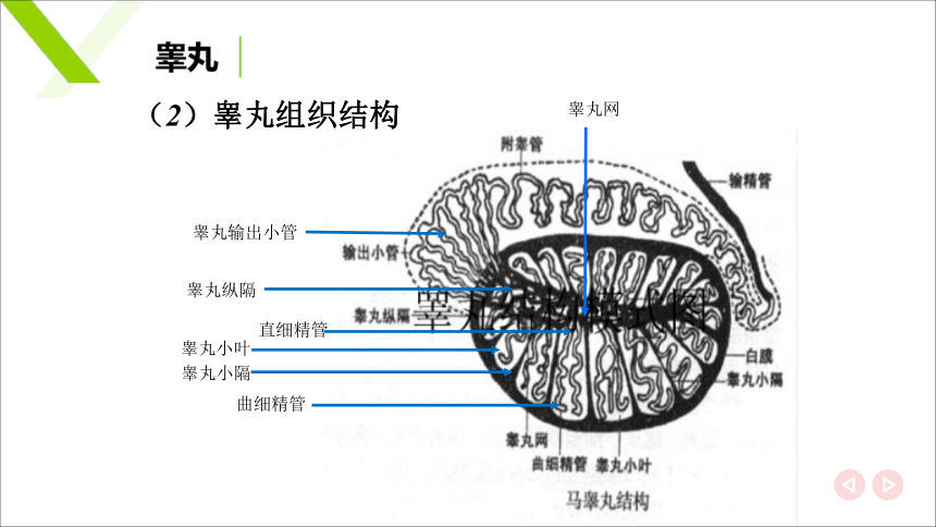 6.1.1雄性生殖器官 睾丸和附睾 课件(共20张PPT)《畜禽解剖生理（第四版）》同步教学(高教版)