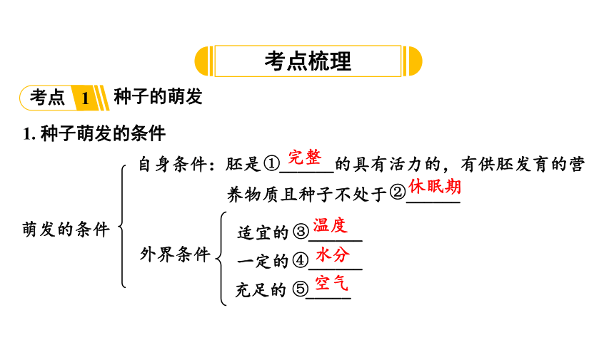 3.2  被子植物的一生复习课件(共41张PPT)