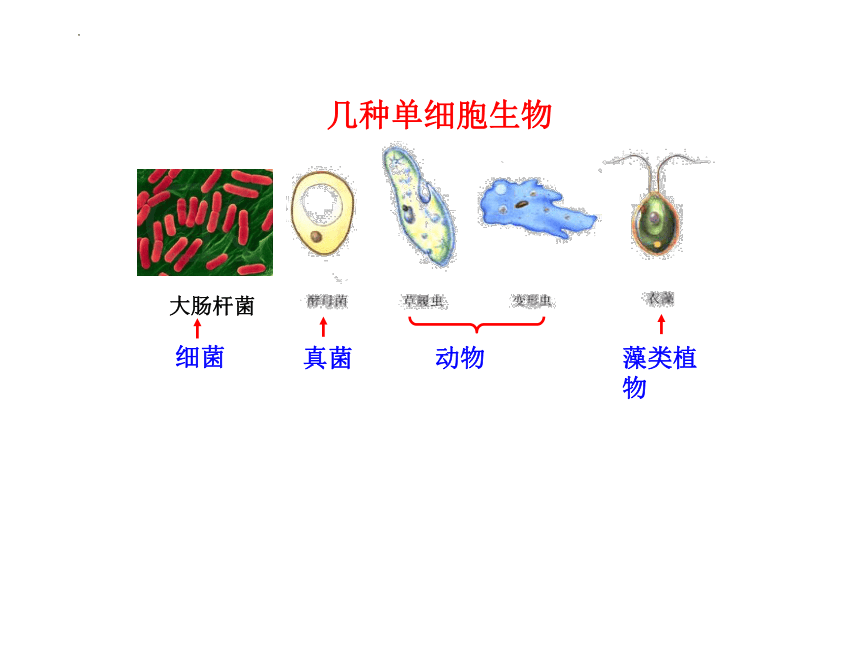 2.2.4单细胞生物课件(共19张PPT)2022--2023学年人教版生物七年级上册