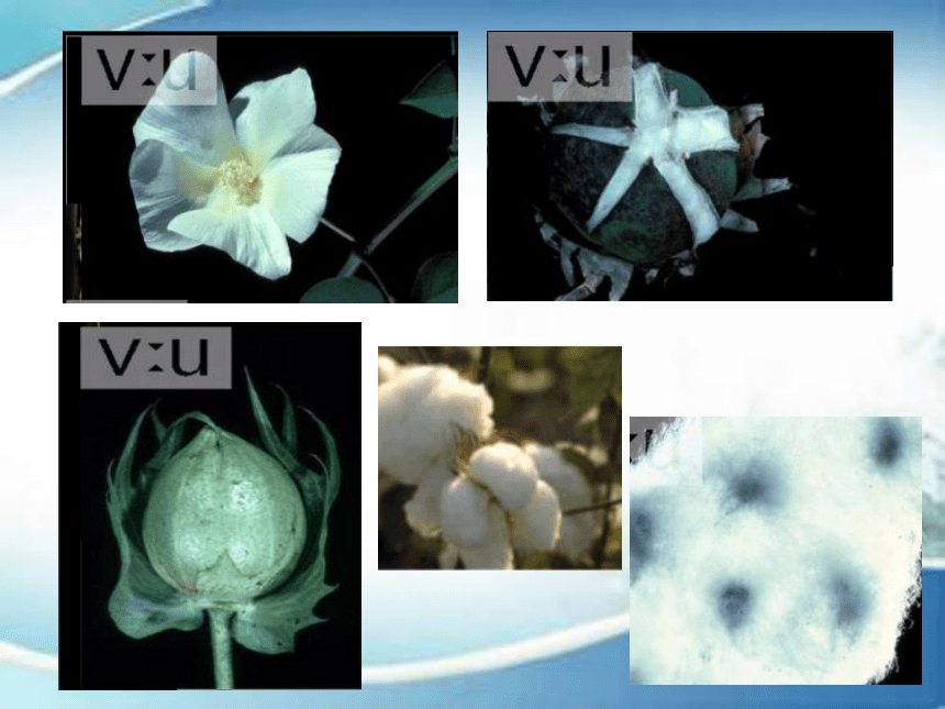 2.2常用天然纤维的性能特点 课件(共54张PPT)-《服装材料》同步教学（中国纺织出版社）