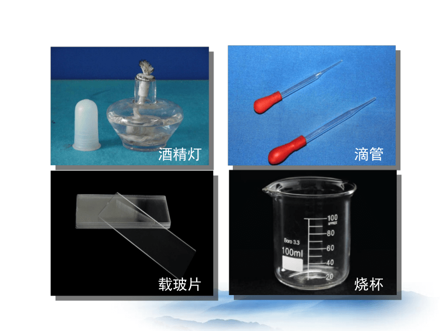 七年级生物上册 1.2.1 探索生命的器具（第二课时）课件（共25张PPT）（苏教版）