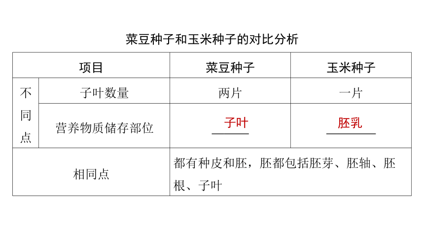 3.2被子植物的一生课件(共47张PPT)