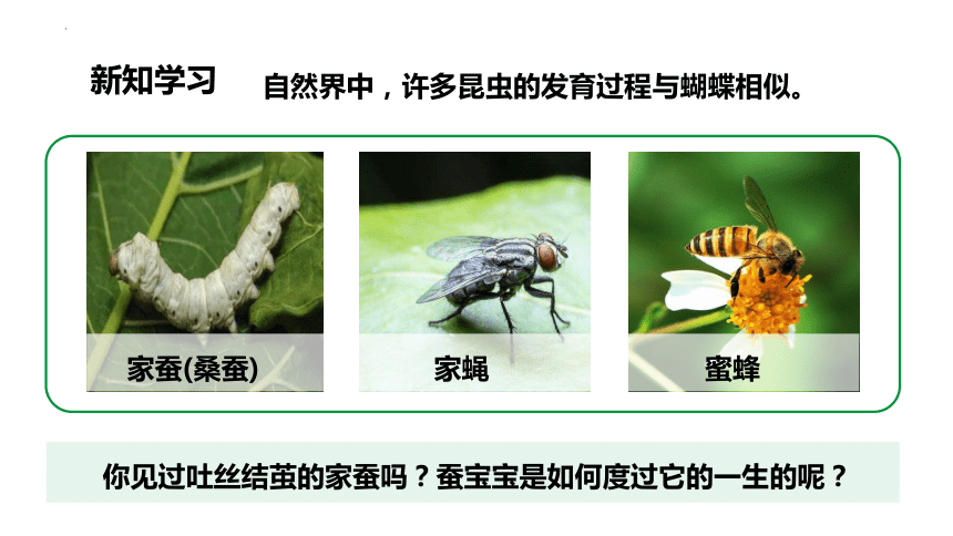7.1.2昆虫的生殖和发育课件(共28张PPT)2022-2023学年人教版生物八年级下册