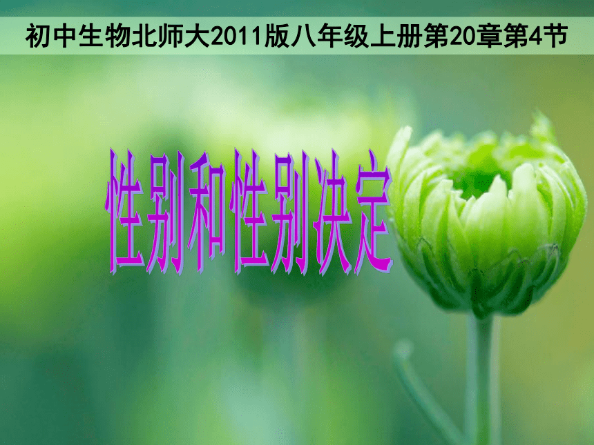 北师大版生物八年级上册 20.4 性别和性别决定 课件（24张PPT）