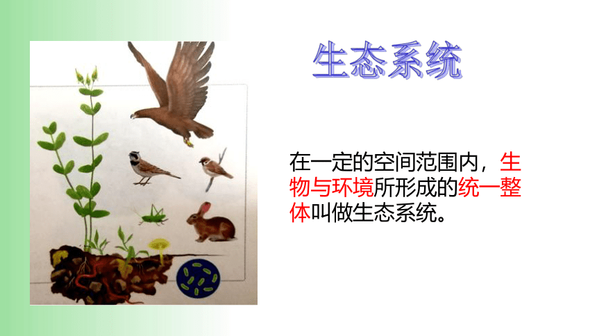 2021——2022学年人教版七年级生物上册1.2.2 生物与环境组成生态系统 课件（21张PPT）