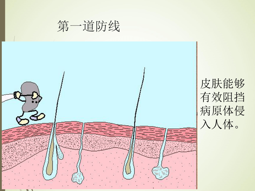 沪教版生物第一册 3.2.2 人体的免疫功能  课件(共32张PPT)