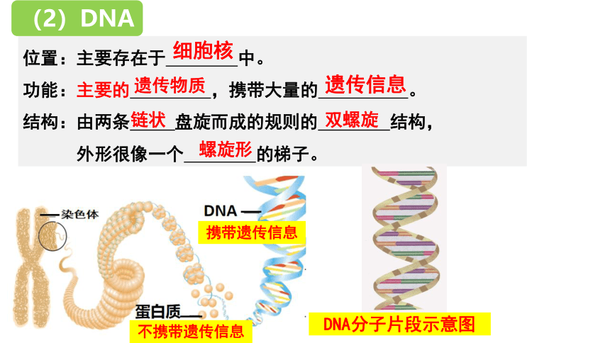 7.2.2 基因在亲子代间的传递 课件 (共23张PPT)人教版生物八年级下册