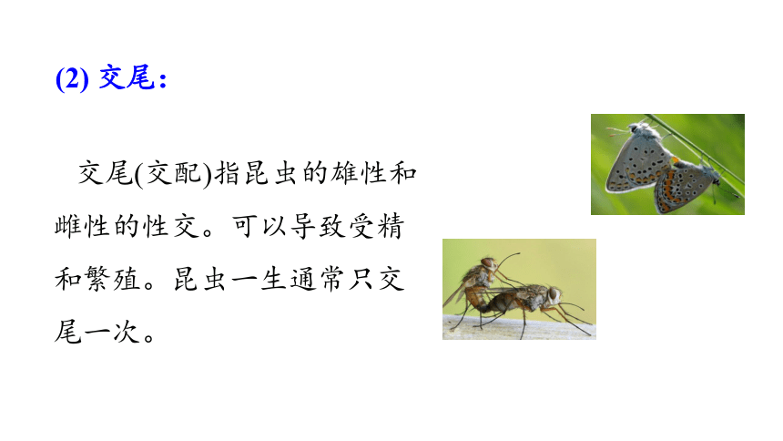 2.1 昆虫的生殖和发育课件（共24张PPT）2023-2024学年初中生物济南版八年级上册课件