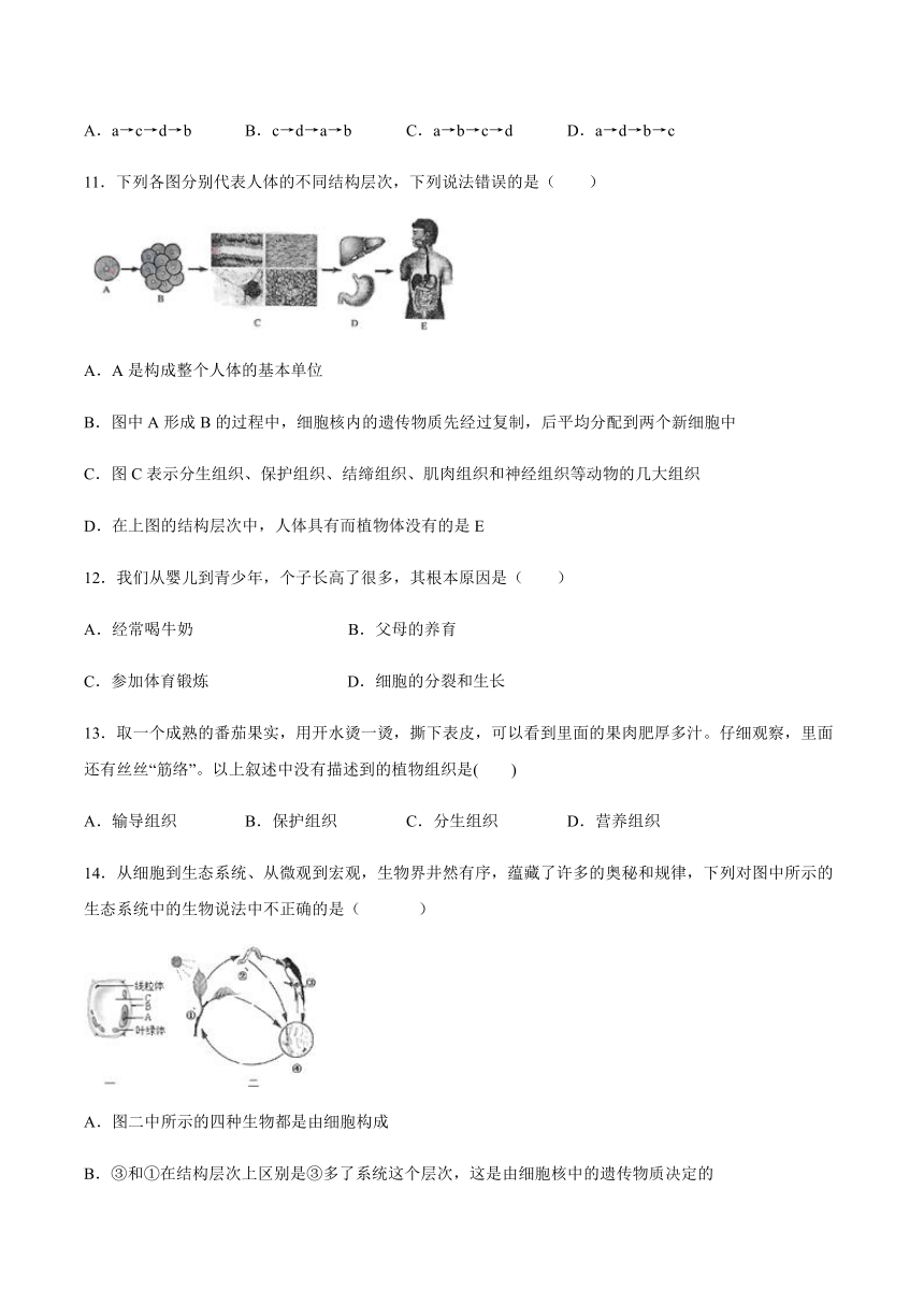 人教版初中生物七年级上册第二单元生物体的结构层次第二章细胞怎样构成生物体课后练习(word版 带答案)