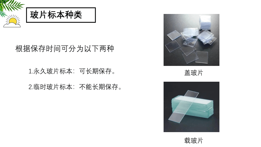 2.1.2 植物细胞课件(共24张PPT)2022-2023学年人教版生物七年级上册