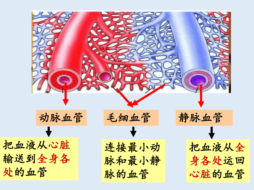 青岛版（六三制2017秋） 五年级下册1.4心脏和血管（课件15ppt）