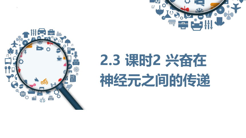 2.3兴奋在神经元之间的传递第2课时课件(共35张PPT2份视频)-人教版（2019）选择性必修1