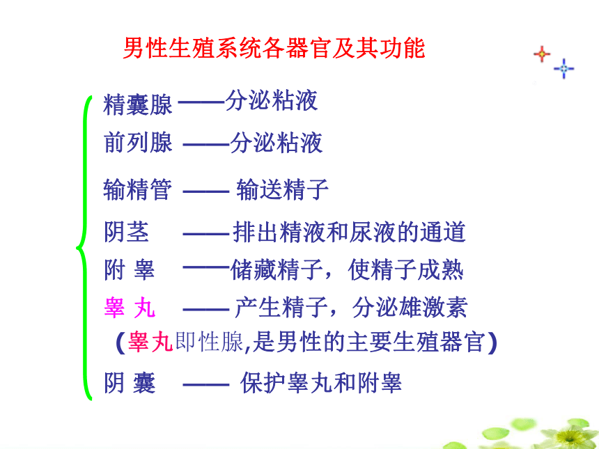 冀教版八年级下册生物  6.1.3人的生殖和胚胎发育 课件（27张PPT）