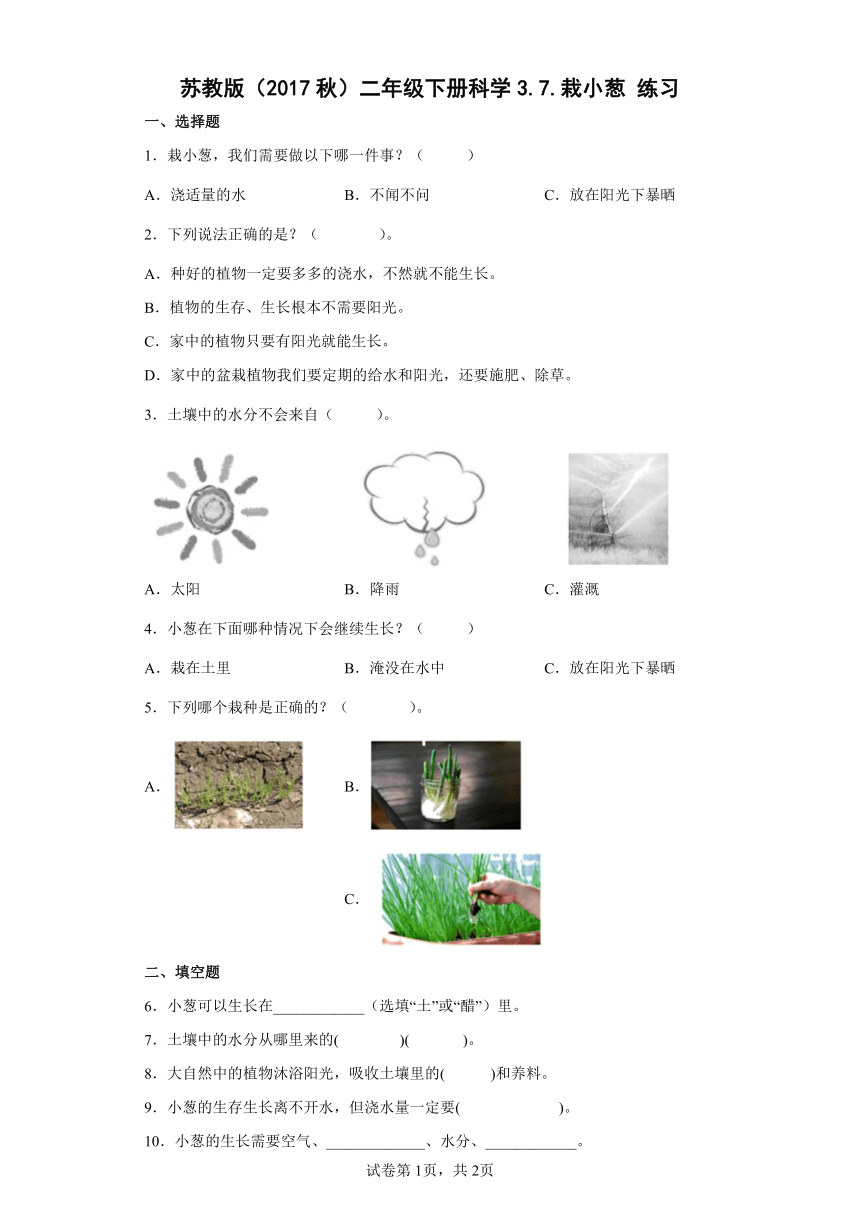 苏教版（2017秋）二年级下册科学3.7.栽小葱 练习（含答案）