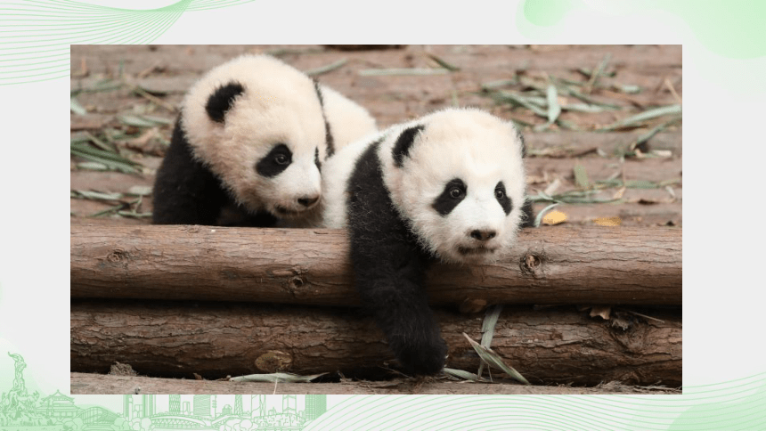 4 国宝大熊猫——“刷子”工具 课件（22张PPT）