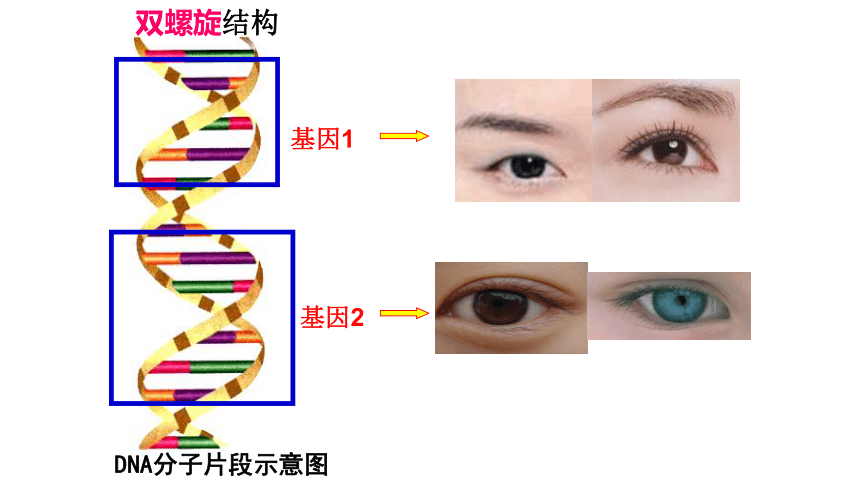 7.2.2基因在亲子代间的传递课件2021-2022学年人教版生物八年级下册(22张ppt)