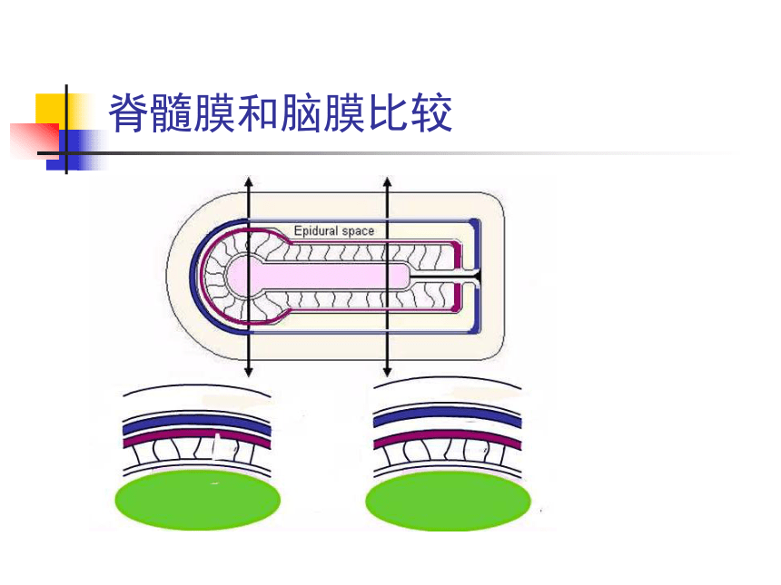 11.神经系统-5  课件(共47张PPT) - 《畜禽解剖生理学》同步教学（高教版）