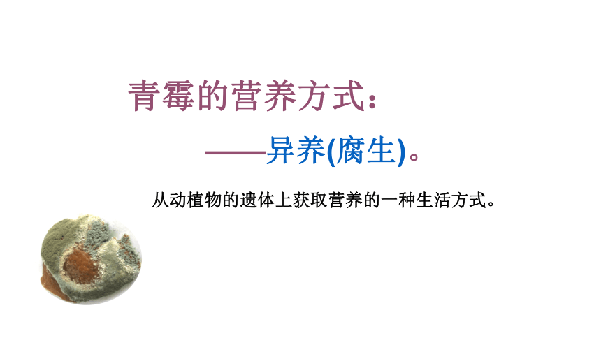 4.3 微生物 课件（21张）沪教版 第二册