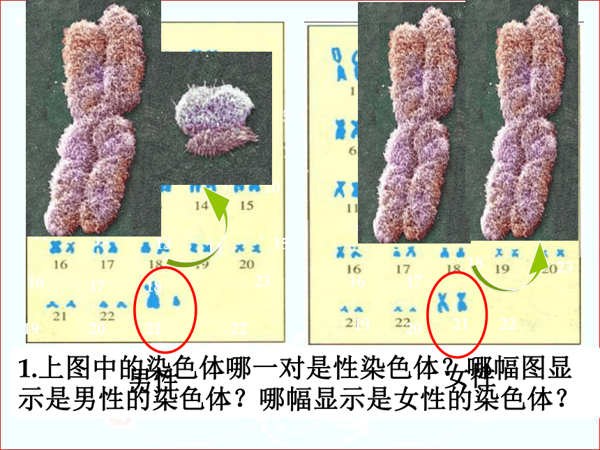 7.2.4人的性别遗传课件（24张PPT）