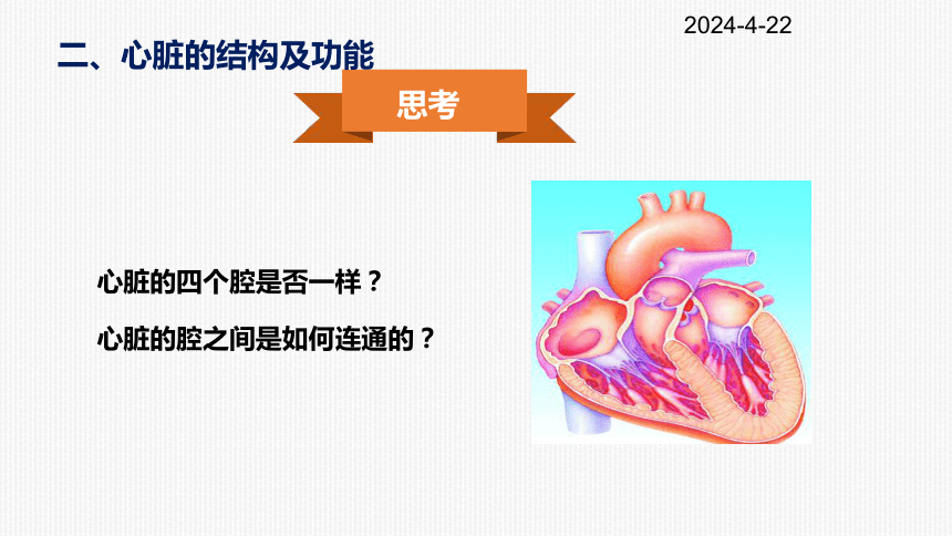 4.4.3 输送血液的泵——心脏课件（19张ppt）