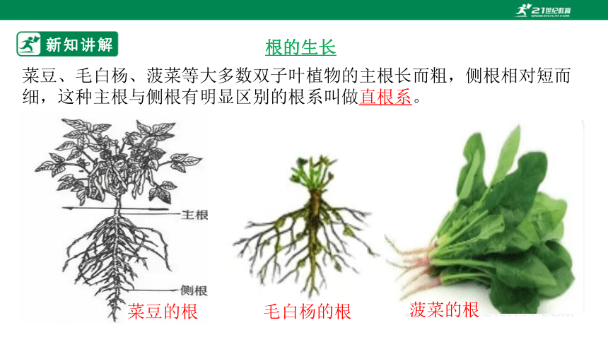 4.1.5 根的结构与功能-2022-2023学年八年级生物上册同步课件（济南版）(共41张PPT)