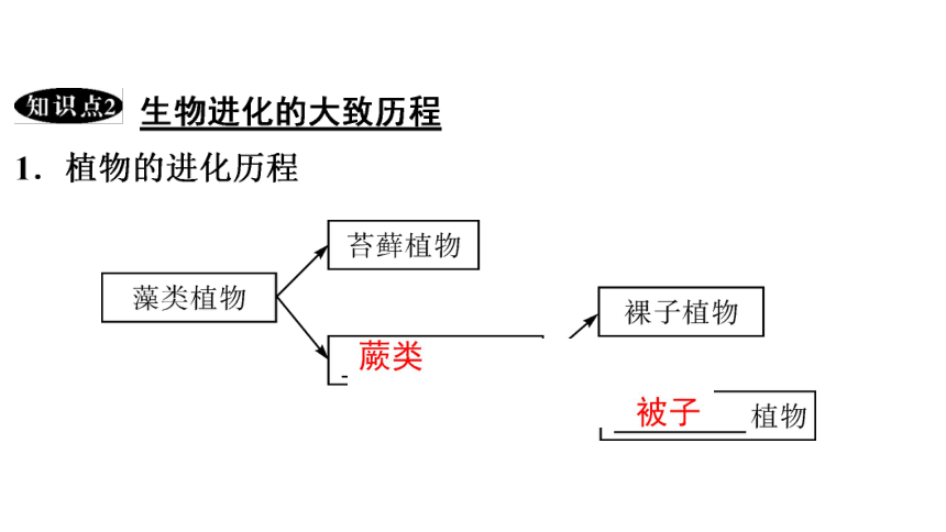 7.3.2 生物进化的历程 课件(共26张PPT)2023年春人教版八年级生物下册