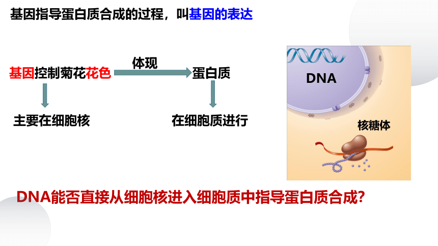 2023届高三生物一轮复习课件基因的表达(共26张PPT)