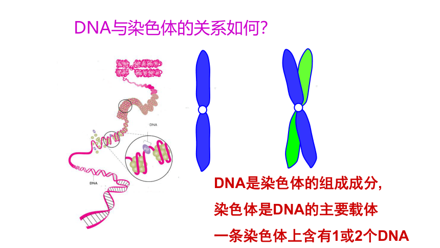 生物人教版（2019）必修2 3.4基因通常是有遗传效应的DNA片段（课件共18张ppt）