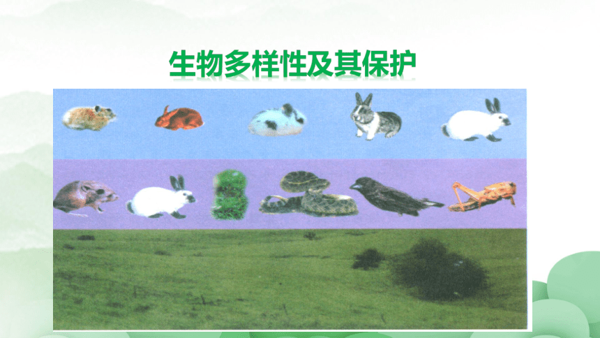 4-2生物多样性及其保护 课件（22张）高中生物学人教版（2019）选择性必修2