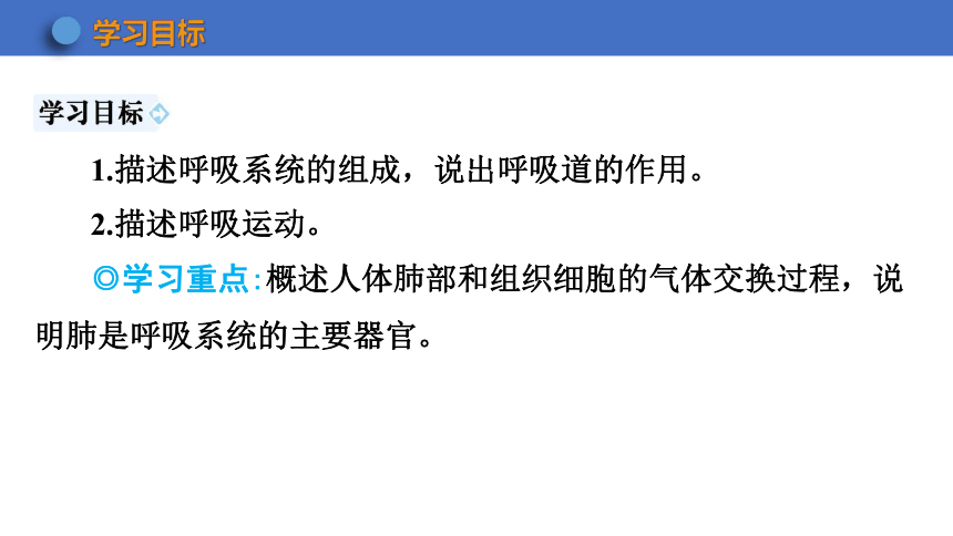 3.7.2 人体的呼吸 课件 (共45张PPT)2023-2024学年苏科版生物七年级上册