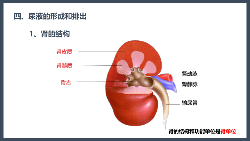 第五章 人体内废物的排出 课件（27张PPT）