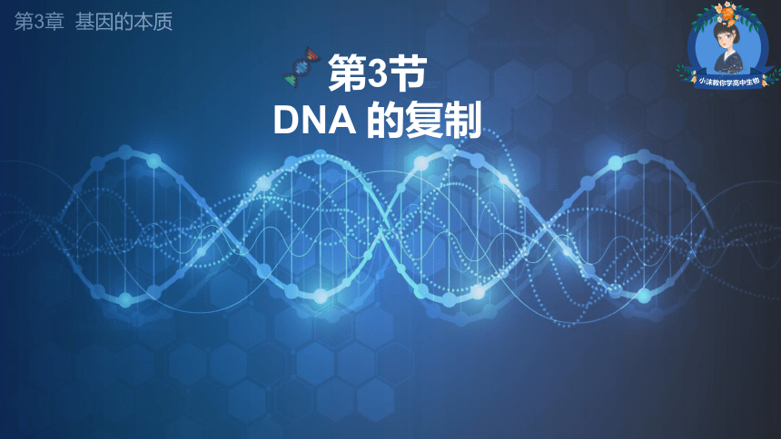 3.3 DNA的复制课件(共29张PPT)-2022-2023学年高一下学期生物人教版(2019)必修2