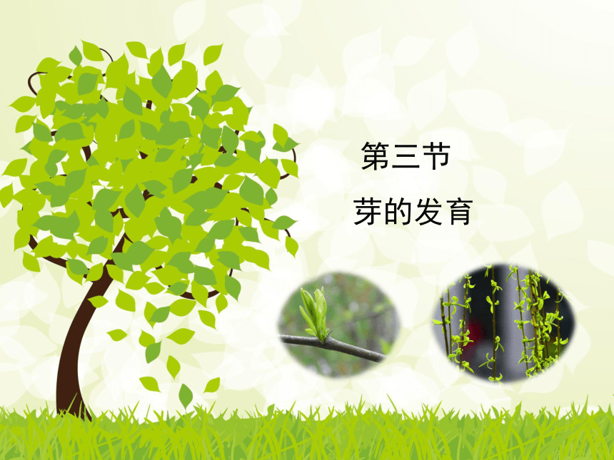 2021-2022学年度冀教版八年级生物上册 3.1.3 芽的发育课件(共32张PPT)