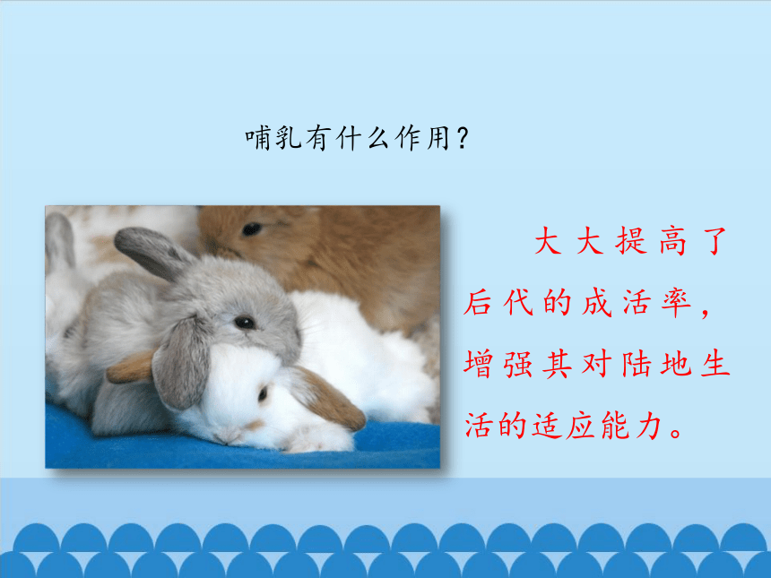 冀教版生物七年级上册1.4.9 哺乳类课件(共34张PPT)