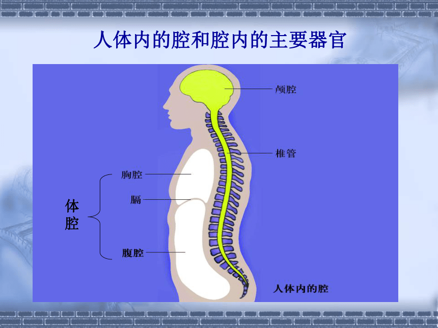 苏科版七年级下册生物 9.2人体的组成 课件（20张PPT）