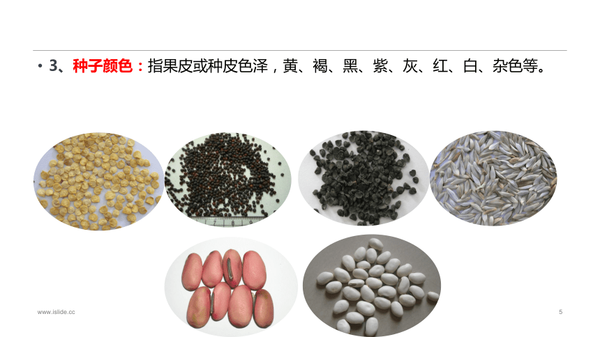 1.2.1蔬菜种子的识别 课件(共34张PPT)-《蔬菜生产技术》同步教学（中国农业出版社）