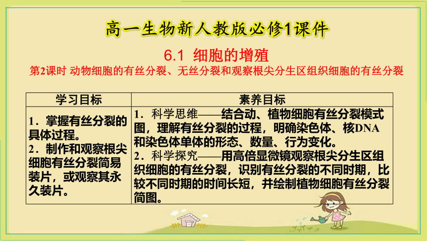 6-1第2课时  动物细胞的有丝分裂、无丝分裂和观察根尖分生区组织细胞的有丝分裂  生物人教版必修1(共22张PPT)