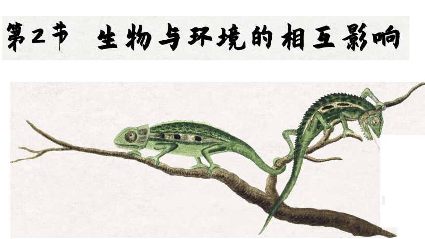 1.1.2 生物与环境的相互影响 课件(共29张PPT)北师大版生物七年级上册