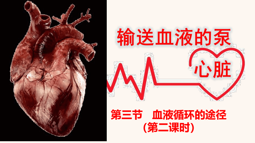 4.4.3输送血液的泵——心脏（第二课时）课件(共38张PPT+5个内嵌视频)2022--2023学年人教版生物七年级下册