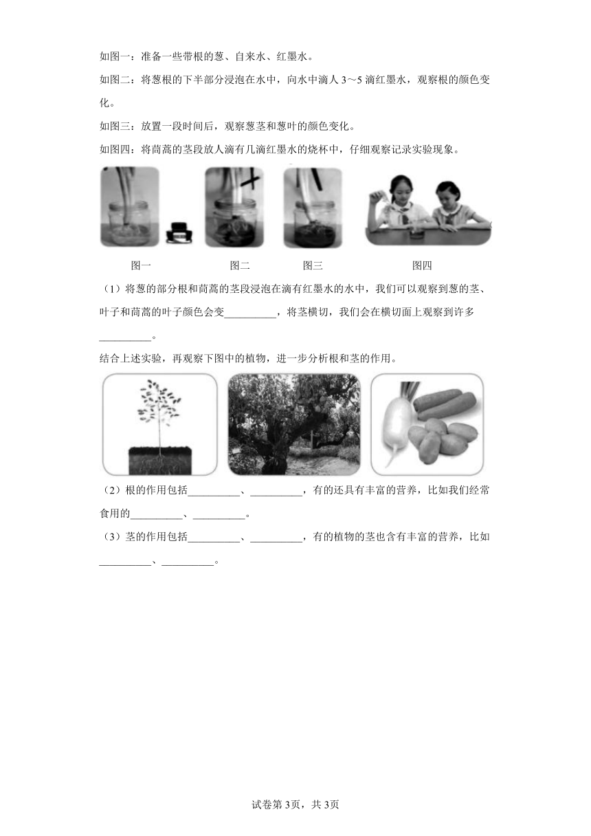 第二单元植物的生长与繁殖期末复习卷四年级科学下册（冀人版2017）