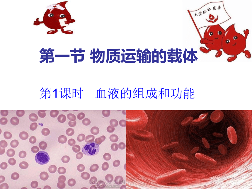 济南版七年级下册生物 3.1物质运输的载体 课件（共21张PPT）